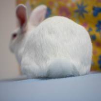 Thumbnail photo of Lewis #3