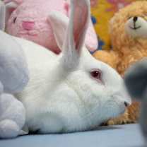 Thumbnail photo of Lewis #4