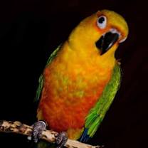 Thumbnail photo of Starbuck #2