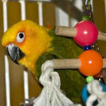 Thumbnail photo of Starbuck #3