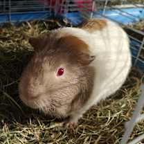 Thumbnail photo of Chcharle #3