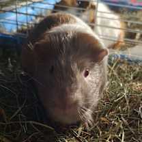 Thumbnail photo of Chcharle #4