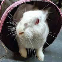 Thumbnail photo of Mirabel (resident for over 1 year) #3