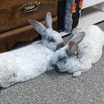 Thumbnail photo of Francois & Hugo #3