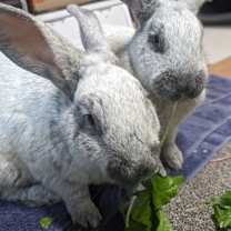 Thumbnail photo of Francois & Hugo #4