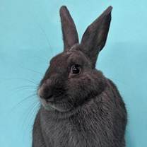 Thumbnail photo of Thumper #2