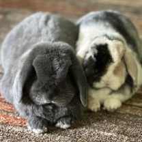 Thumbnail photo of PomPom & Benji #1