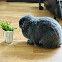 Thumbnail photo of PomPom & Benji #2