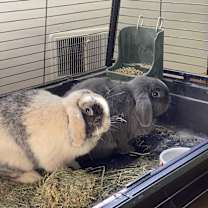 Thumbnail photo of PomPom & Benji #4