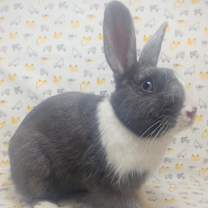 Thumbnail photo of Guthrie #3