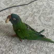 Thumbnail photo of Dali #3