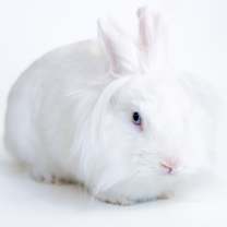 Thumbnail photo of Timon #2