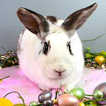 Thumbnail photo of Arielle #2