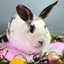 Thumbnail photo of Arielle #1