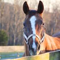 Thumbnail photo of Lady #2