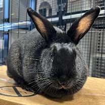 Thumbnail photo of Muffin #3