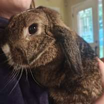 Thumbnail photo of Delilah Bunny #1