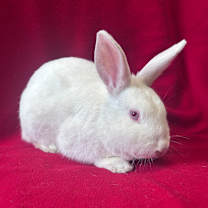 Thumbnail photo of Dennis #2