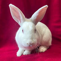 Thumbnail photo of Dennis #3