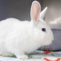 Thumbnail photo of Pedro #2