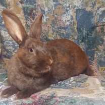 Thumbnail photo of Deckler #1