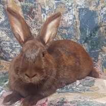 Thumbnail photo of Deckler #2