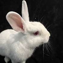 Thumbnail photo of Angelito #3