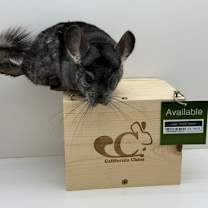 Thumbnail photo of Rebel #3