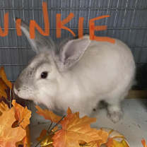 Thumbnail photo of Twinkie - Claremont Location #4