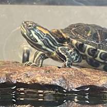 Thumbnail photo of The One #1