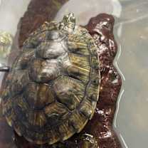 Thumbnail photo of The One #2