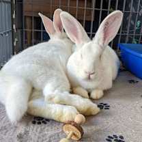 Thumbnail photo of Sam & Frodo - We're a Bonded Pair! #4