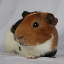 Thumbnail photo of Abe #1