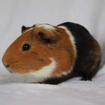 Thumbnail photo of Abe #2