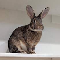 Thumbnail photo of Princess #1