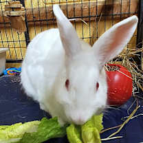 Thumbnail photo of Alecia #3