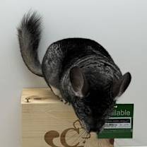 Thumbnail photo of Chanel #3