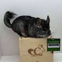 Thumbnail photo of Lychee #1