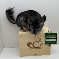 Thumbnail photo of Lychee #2