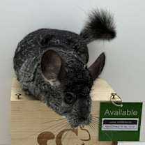 Thumbnail photo of Lychee #3