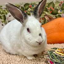 Thumbnail photo of Mirabel (resident for over 1 year) #1