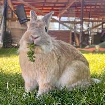 Thumbnail photo of Ostara #1