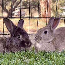 Thumbnail photo of Ostara #2