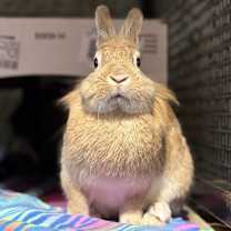 Thumbnail photo of Ostara #4