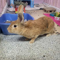 Thumbnail photo of Reba #1