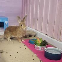 Thumbnail photo of Reba #2