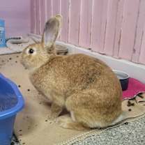 Thumbnail photo of Reba #3