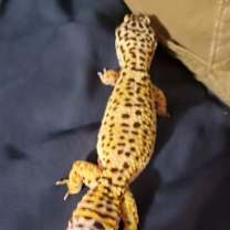 Thumbnail photo of Gecko #1