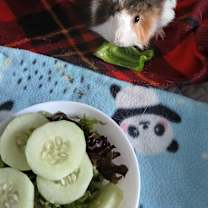 Thumbnail photo of Strawberry #3