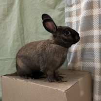 Thumbnail photo of Blue #4